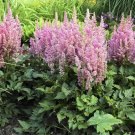 Astilbe Little Spireas Vision Pink Chinensis False Dwarf s Live Quart Pot Fresh Garden