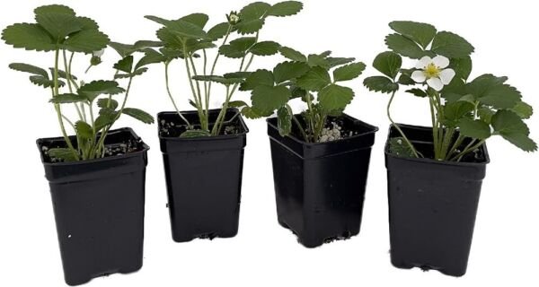 Fragaria Estavana Strawberry Gourmet High Yields s Live 4 Plants 2.5" Pot Fresh Garden