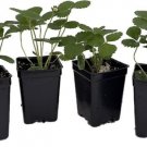Fragaria Estavana Strawberry Gourmet High Yields s Live 4 Plants 2.5" Pot Fresh Garden