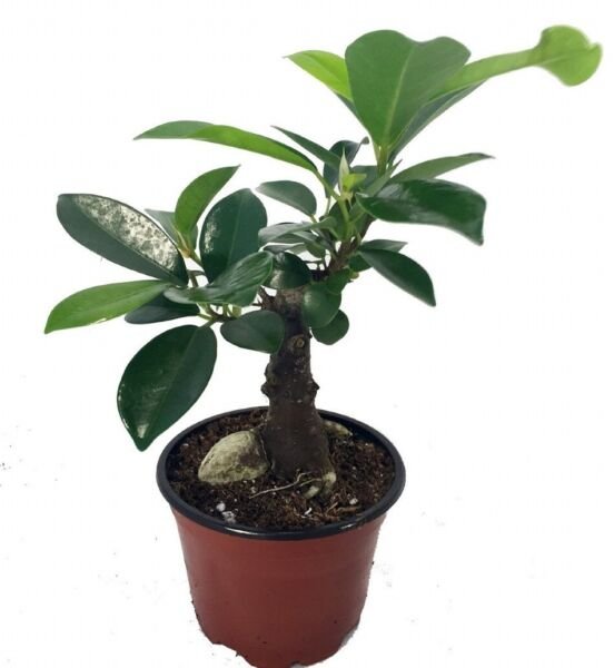 Ficus Ginsengs Large Swollen Trunk Easy Tree Indoors Or Bonsai Live Plant 4" Pot Fresh Garden