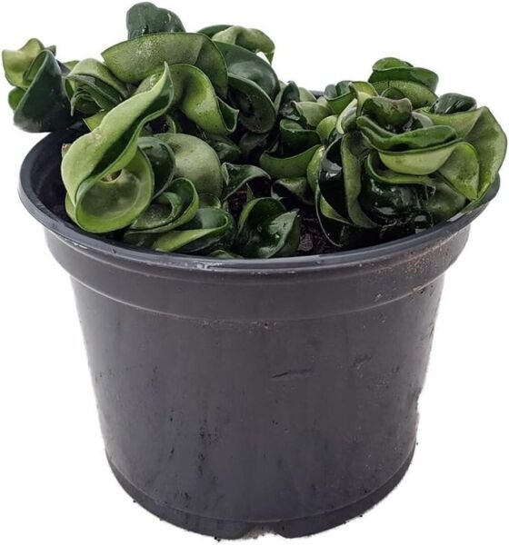 Carnosa Hindu Rope Compacta Convoluted Hoya Easy Grows Indoors Live Plant 6" Pot Fresh Garden