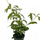 Punicas Pomegranates Wonderfuls Bonsai Or Indoors And s Live Plant 4" Pot Fresh Garden