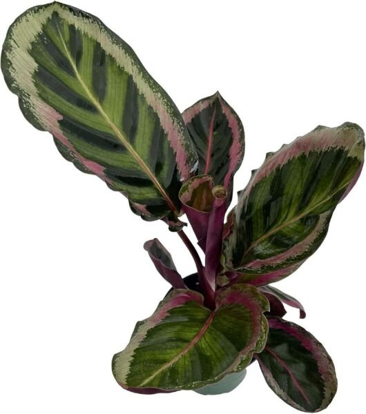 Roseopicta Angela Calatheas Short Prayer Easy To Grows Indoors Live Plant 4" Pot Fresh Garden