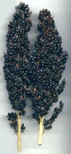 Corns Brooms Amber Sorghums Ornamentals Grass Nigra Ornamental s 50 Seeds Fresh Garden