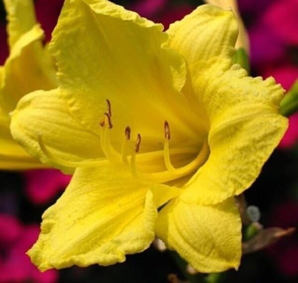 Daylily Happy Reblooming Easy Hemerocallis Returns s Live Plant Quart Pot Fresh Garden