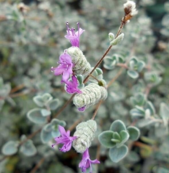 Oreganos Edible Tiny Silver Herb Micro Loves The Sun Indoors Live Plant 2.5" Pot Fresh Garden