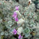 Oreganos Edible Tiny Silver Herb Micro Loves The Sun Indoors Live Plant 2.5" Pot Fresh Garden