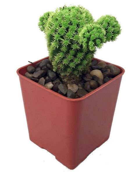 Cactus Emerald Living Green Jewel Desert Easy To Grows Indoors Live Plant 2" Pot Fresh Garden