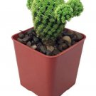 Cactus Emerald Living Green Jewel Desert Easy To Grows Indoors Live Plant 2" Pot Fresh Garden