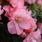 Azalea Mundo Perfectos Reblooming Rhododendron Carpet s Live Plant 4" Pot Fresh Garden