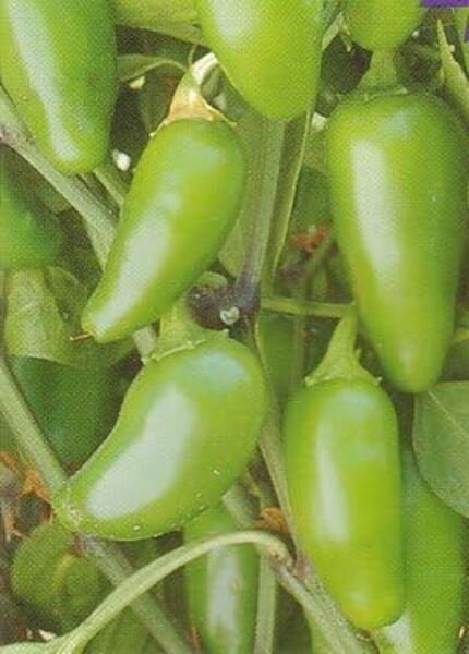 Pepper Hybrid Mucho Jalapeno Nachos Grows Longer And Its Great Yielders 10 Seeds Fresh Garden