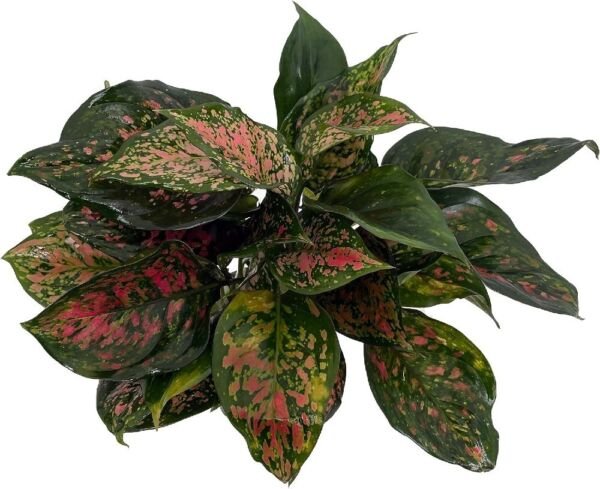 Aglaonemas Red Evergreen Valentines Grows In Dim Light Indoors Live Plant 5" Pot Fresh Garden