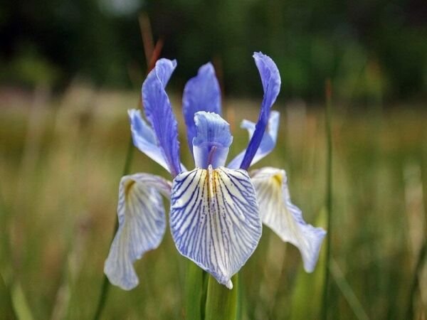 Missouriensis Flags Western Perennials Iris Tolerates Wet Blue s 10 Seeds Fresh Garden