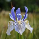 Missouriensis Flags Western Perennials Iris Tolerates Wet Blue s 10 Seeds Fresh Garden