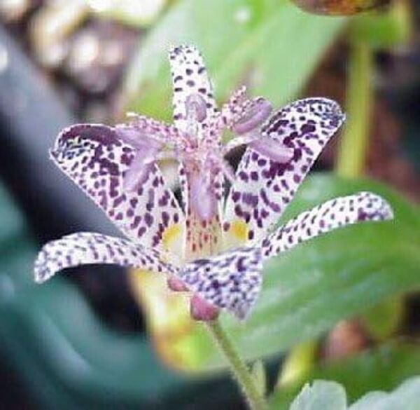 Lily Toad Tricyrtis One Of The Most Unique Flowering Perennial Available 20 Seed Fresh Garden