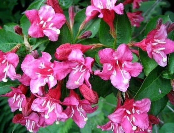 Weigelas Everblooming Pink Beautifully Bloom Easy Sonic In Out Live Plant 4" Pot Fresh Garden