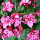 Weigelas Everblooming Pink Beautifully Bloom Easy Sonic In Out Live Plant 4" Pot Fresh Garden