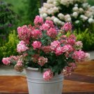 Paniculata Light Fire Hydrangea Packed With Florets Pomegranate Pink Outs 4" Pot Fresh Garden