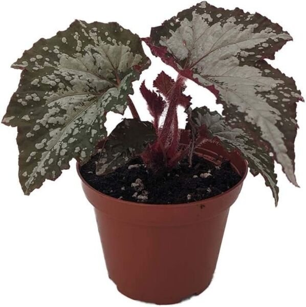 Begonia Snow Moonlit Baby Pinkish Easy Indoors And s Live Plant 3.75" Pot Fresh Garden
