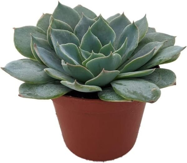 Echeveria Caribbeans Succulent Desert Rose Blue Easy Indoors Live Plant 2.5" Pot Fresh Garden