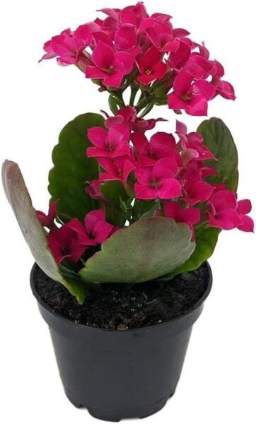 Kalanchoe Purple Magenta Bud And Bloom Easy To Grow In Out Live Plant 2.5" Pot Fresh Garden
