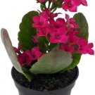 Kalanchoe Purple Magenta Bud And Bloom Easy To Grow In Out Live Plant 2.5" Pot Fresh Garden