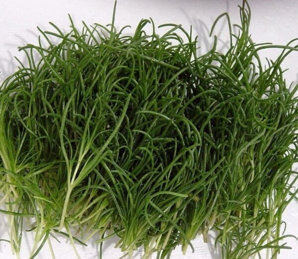 Komarovii Saltwort Oldest Veggie Culinary Succulent Herb Salsola Worlds 50 Seeds Fresh Garden