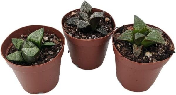 Window Panes Collection Succulent Easy To Grows Indoors Live 3 Plants In 2" Pots Fresh Garden