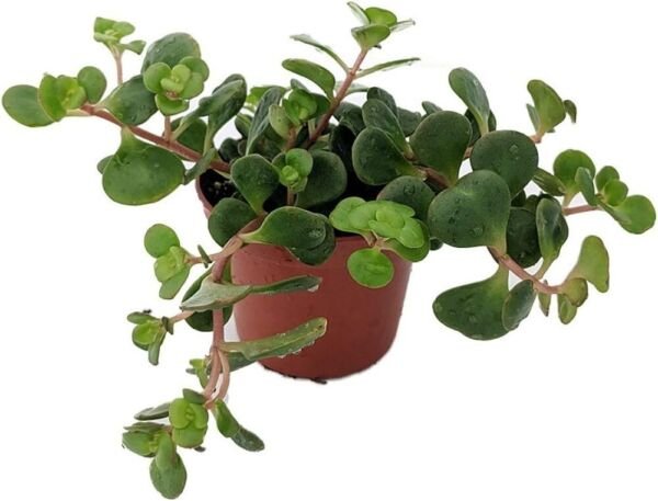 Spuriums Emeralds Sedums Green Makinois Indoors And s Live Plant 2.5" Pot Fresh Garden
