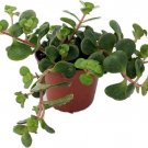 Spuriums Emeralds Sedums Green Makinois Indoors And s Live Plant 2.5" Pot Fresh Garden