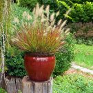 Pennisetum Burgundy Fountain Red Ornamental Grass s Live Plant Gallon Pot Fresh Garden