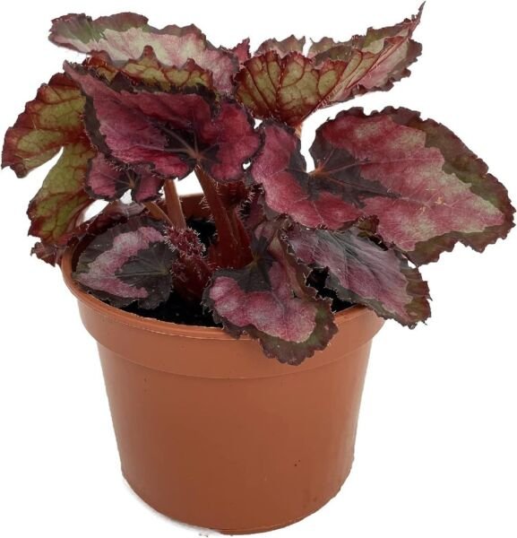 Begonia Rex Red Easy Cultivated Makes Great Grow Indoor Live Plant 2.5" Pot Fresh Garden