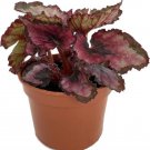 Begonia Rex Red Easy Cultivated Makes Great Grow Indoor Live Plant 2.5" Pot Fresh Garden