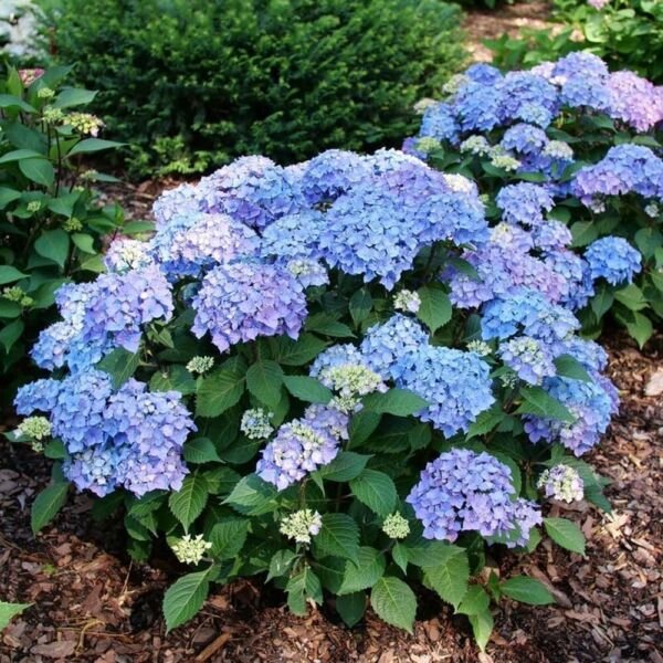 Hydrangea Let's Dance Bigleaf Vivid Lovable Multicolor Live Plant 4" Pot Fresh Garden
