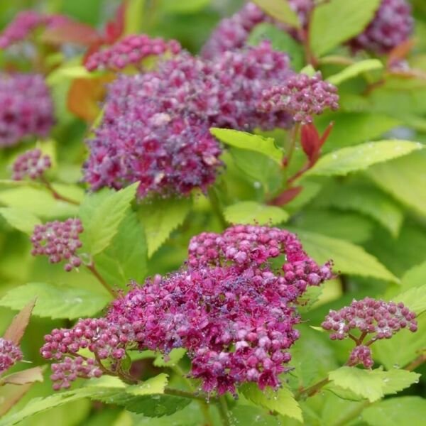 Spiraea Double Play Dolly Japonica Very Durable Easy Care In Live Plant ...