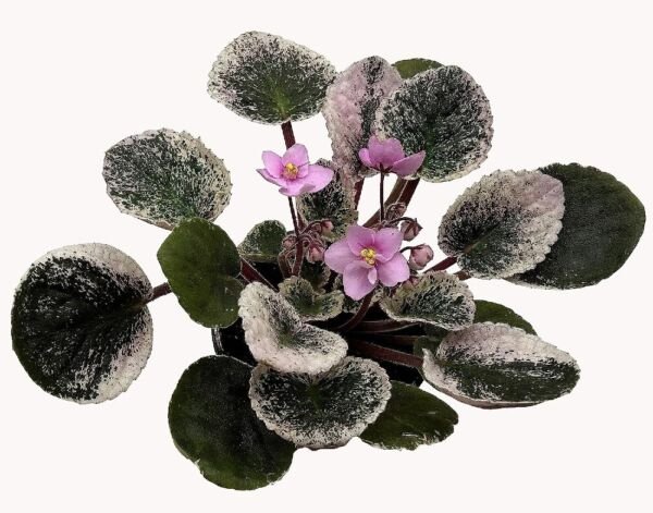 Violet Optimaras Popular Romance Easy To Bloom Grows Indoors Live Plant 4" Pot Fresh Garden