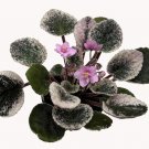 Violet Optimaras Popular Romance Easy To Bloom Grows Indoors Live Plant 4" Pot Fresh Garden