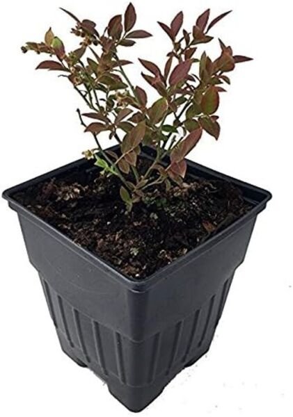 Blueberries Northblues Low Growing Self Pollinating s Live Plant 2.5" Pot Fresh Garden
