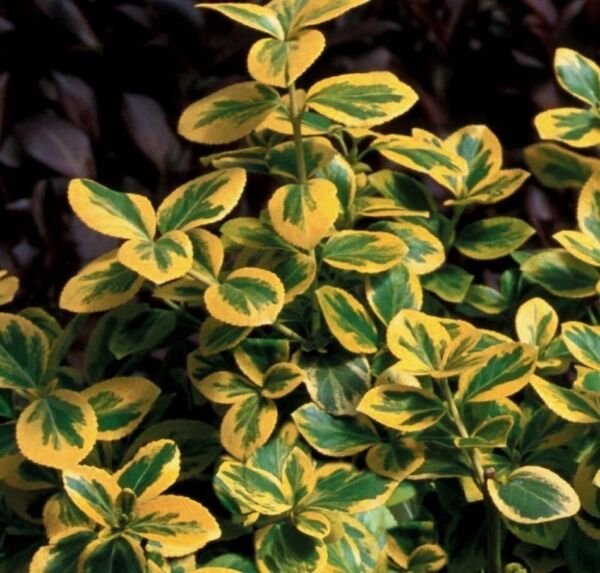 Wintercreeper Gold Euonymus tunei Roemertwo Splash s Live Plant 4" Pot Fresh Garden
