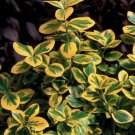 Wintercreeper Gold Euonymus tunei Roemertwo Splash s Live Plant 4" Pot Fresh Garden
