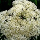 Sambucus Bob Elderberry Gordon Perennial Easy Grow s Live Plant 3.25" Pot Fresh Garden