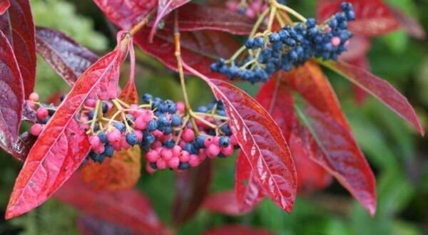 Viburnum Nudum Bulk Breathtaking Berries Brandywine Beautiful Shrub Hardy 4" Pot Fresh Garden
