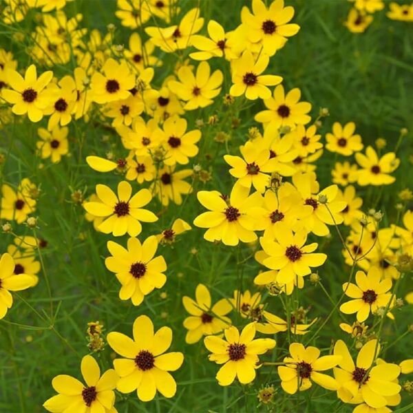 Tickseed Gilded Coreopsis Lace Perennial Sun Easy s Live Plant Gallon Pot Fresh Garden