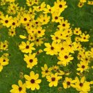 Tickseed Gilded Coreopsis Lace Perennial Sun Easy s Live Plant Gallon Pot Fresh Garden
