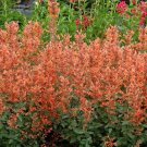 Agastaches Mandarins Hummingbirds Hyssop Kudos Anise Low Bushy Mints Quart Pot Fresh Garden