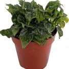 Schismatoglottis Rare Wallichii Easy To Care And Grows Indoors Live Plant 4" Pot Fresh Garden