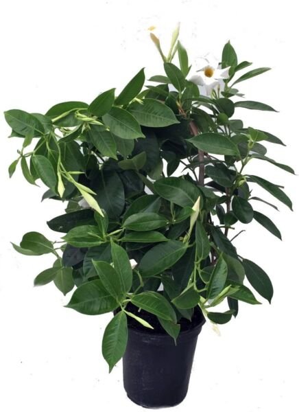 Dipladenia White Jasmine Trellis Mandevilla Indoors s Live Plant 6" Pot Fresh Garden