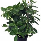 Dipladenia White Jasmine Trellis Mandevilla Indoors s Live Plant 6" Pot Fresh Garden