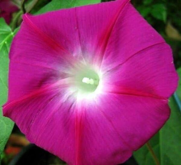 Rambler Crimson Glories Morning Vines Untreated Gorgeous Trumpets 30 Seeds Fresh Garden