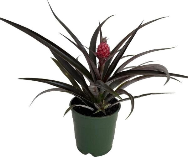 Ananas Red Bracteatus Pineapple Great Easy Indoors Or s Live Plant 5" Pot Fresh Garden